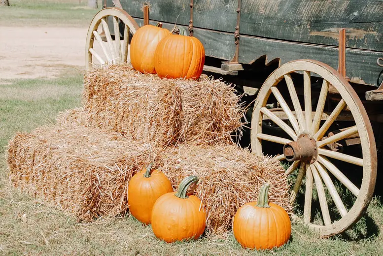 Pumpkins laying by the wagon - Liverpool in autumn