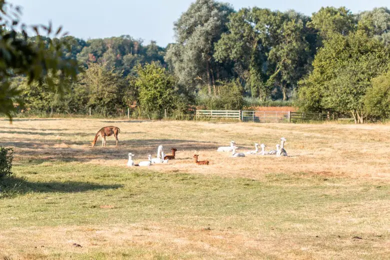 Alpacas in Houghton - things to do in St Ives, Cambridgeshire