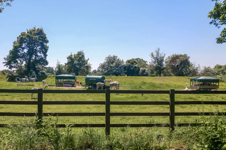 Walks in and around St Ives, Cambridgeshire - Houghton Hall Alpacas