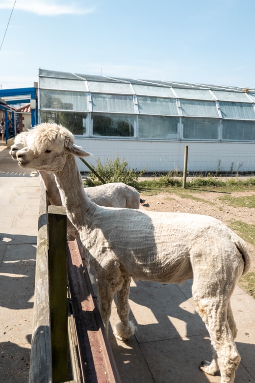 Day out in Skegness - alpacas in the Natureland Seal Sanctuary