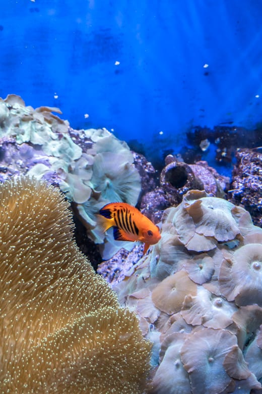Day out in Skegness - orange fish in the Skegness Aquarium