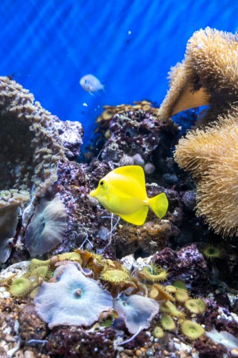 Day out in Skegness - yellow fish in the Skegness Aquarium - Day out in Skegness