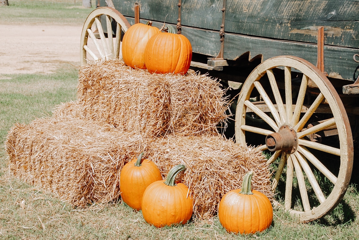 Pumpkins laying by the wagon - featured image