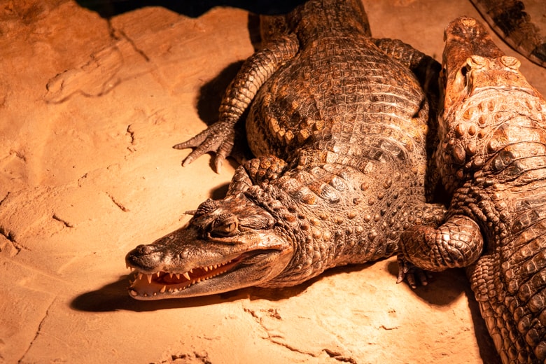 Day out in Skegness - crocodile in Reptile House, Natureland Seal Sanctuary