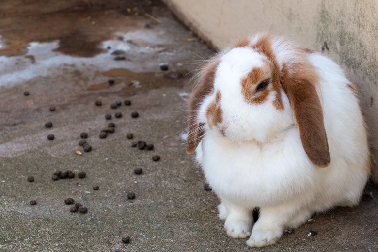 Day out in Skegness - rabbit in the Pets Corner, Skegness Natureland Seal Sanctuary