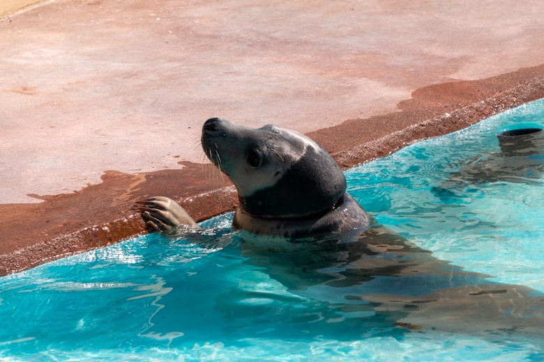 Day out in Skegness - seal in the Skegness Natureland Seal Sanctuary