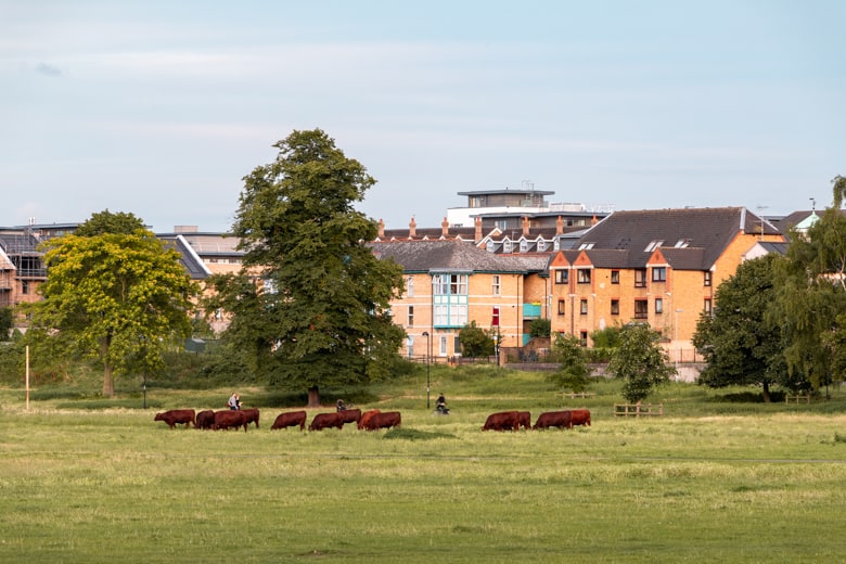 Free things to do in Cambridge - cows on Midsummer Common, Cambridge